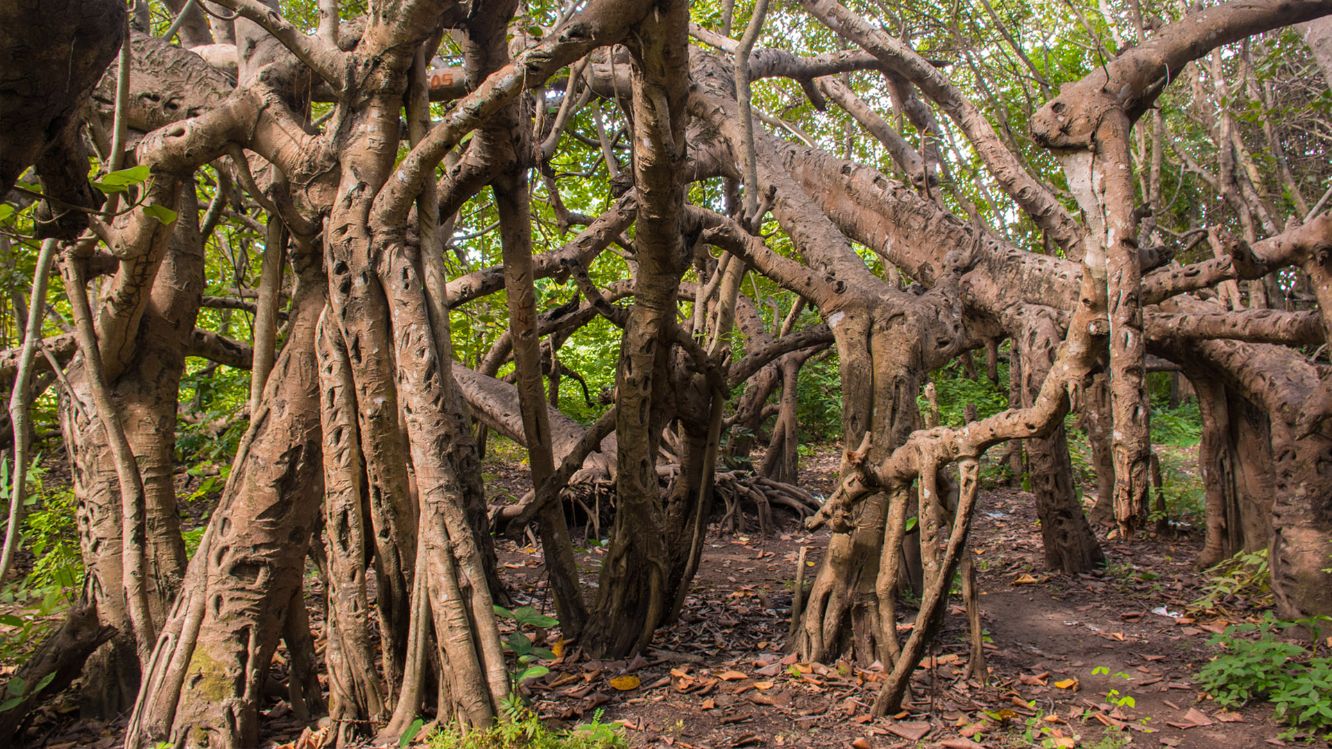 Chilema Tree in Zomba